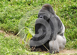 Male Silver Gorilla