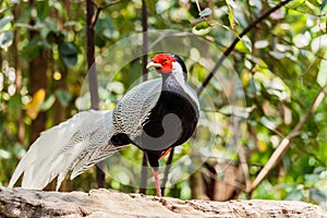 Male silver pheasant