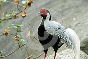 Male Silver Pheasant (Lophura nycthemera)