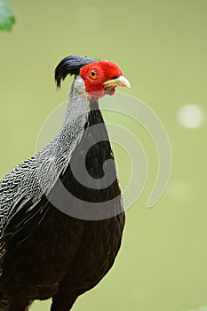 Male Silver Pheasant (Lophura nycthemera)