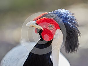 Male silver pheasant portrait Lophura nycthemera