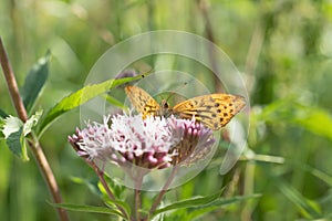 Male silver-washed fritillary butterfly (Argynnis paphia).