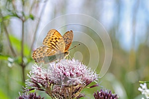 Male silver-washed fritillary butterfly (Argynnis paphia).