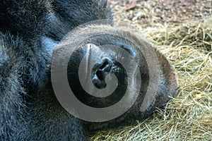 Male silverback gorilla