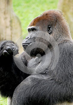 Male Silverback Gorilla