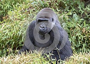 Male silverback gorilla, Dallas Zoo