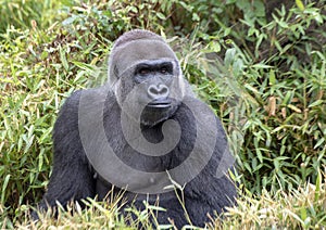 Male silverback gorilla, Dallas Zoo