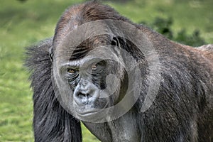 Male silverback gorilla portrait