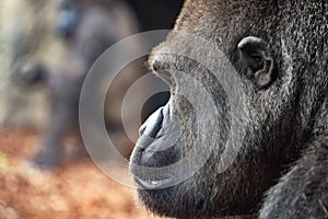 Male silverback gorilla portrait looking