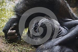 A male silverback mountain gorilla resting on the ground