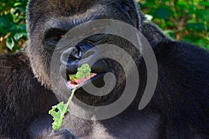 Male Silverback Western Lowland gorilla