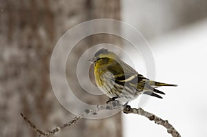 Male siskin