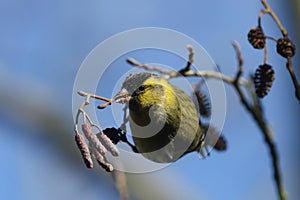 A male Siskin, Carduelis spinus, feeding on the seeds of an Alder Tree.