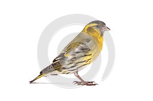 Male siskin