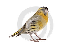 Male siskin photo