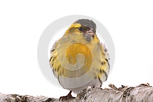 Male siskin