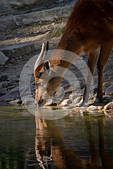 Male of sitatunga drinking water