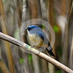 Male Slaty-blue Flycatcher