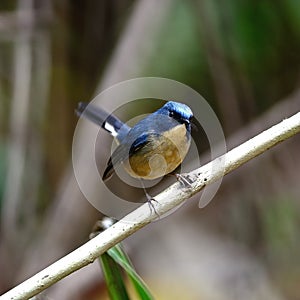 Male Slaty-blue Flycatcher