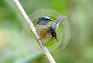 Male Slaty-blue Flycatcher Ficedula hodgsonii