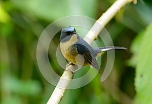 Male Slaty-blue Flycatcher (Ficedula hodgsonii)