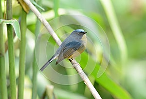 Male Slaty-blue Flycatcher (Ficedula hodgsonii)