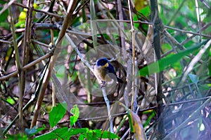 Male of Slaty Blue Flycatcher or Slaty-backed flycatcher (Ficedula tricolor) the beautiful blue bird.