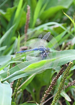 A male Slaty Skimmer dragonfly feasts on an Annual Cicada photo