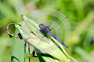 A male Slaty Skimmer Dragonfly rests on a seed pod