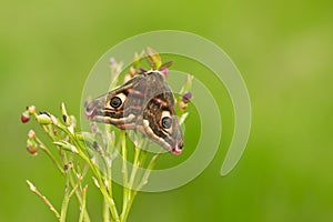 Male small emperor moth, Saturna pavonia resting on blueberry sprigs photo