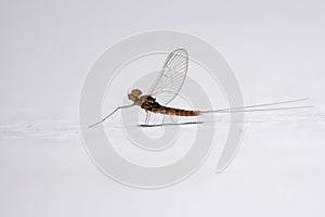 Male small mayfly