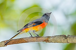 Male Small Minivet