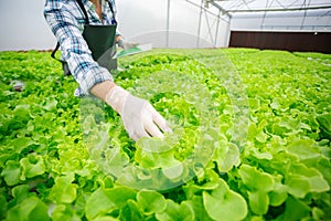 Male smart farmer using tablet checking quality of vegetable hydroponic at greenhouse. Concept of vegetables health food. Smart