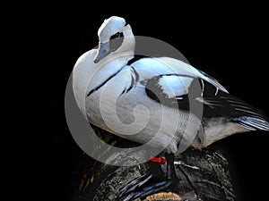 Male Smew Showing Striking Plumage