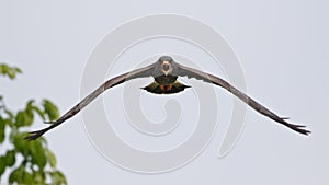 Male Snail Kite Calling in Flight