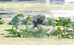 male snail kite - Rostrhamus sociabilis plumbeus - landing with talons out about to grab an apple snail with vegetation water