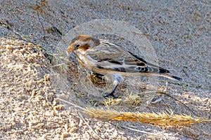 Male Snow Bunting - Plectrophenax nivalis feeding.