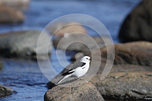 Male snow bunting Plectrophenax nivalis sitting on a rock