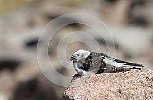 A male Snow Bunting Plectrophenax nivalis in summer plumage.