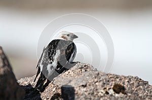 A male Snow Bunting Plectrophenax nivalis in summer plumage.