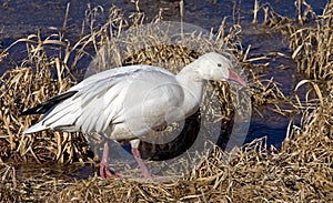 Male Snow Goose