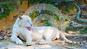 A male snow tiger is cleaning its body