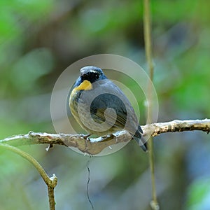 Male Snowy-browed Flycatcher Ficedula hyperythra