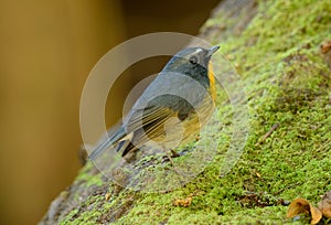 Male Snowy-browed Flycatcher (Ficedula hyperythra)