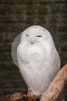 Male snowy owl