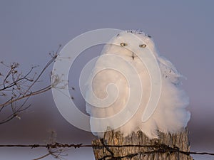 Male snowy owl