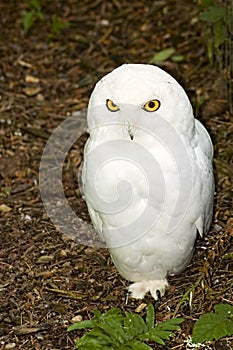 Male Snowy Owl