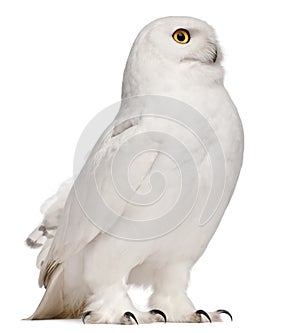 Male Snowy Owl, Bubo scandiacus, 8 years old