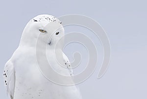 A Male Snowy owl Bubo scandiacus closeup perched on a wooden post in winter in Ottawa, Canada