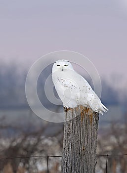A Male Snowy owl Bubo scandiacus closeup perched on a wooden post in winter in Ottawa, Canada